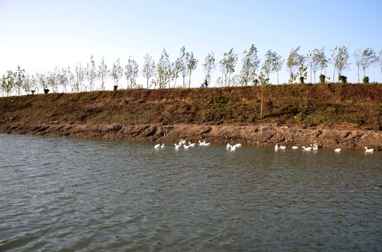 河边风景 小河 水