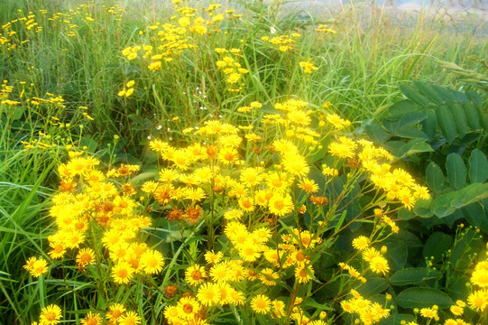 野菊花