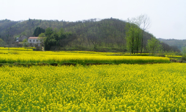 山里 开满了金黄的油菜花