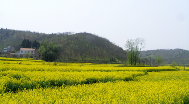 山里 开满了金黄的油菜花