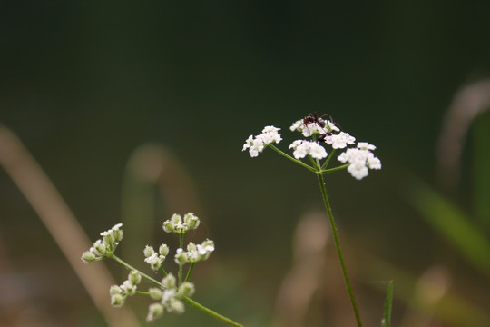 蚂蚁与花