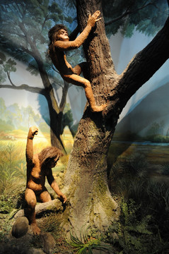 早期人类 类猿人 人类进化