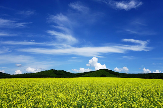 田野油菜花