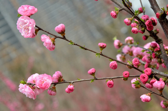 榆叶梅 小桃红