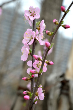 榆叶梅 小桃红