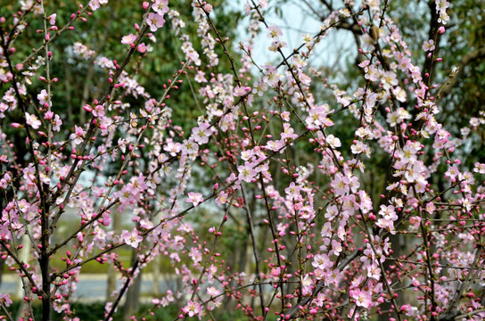 榆叶梅 小桃红