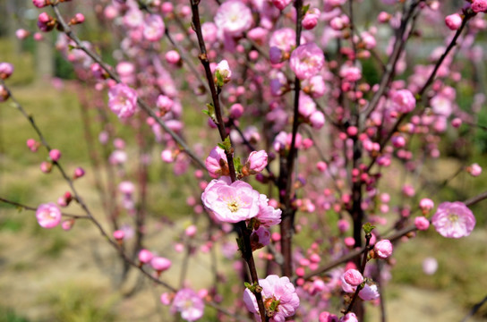 榆叶梅 小桃红