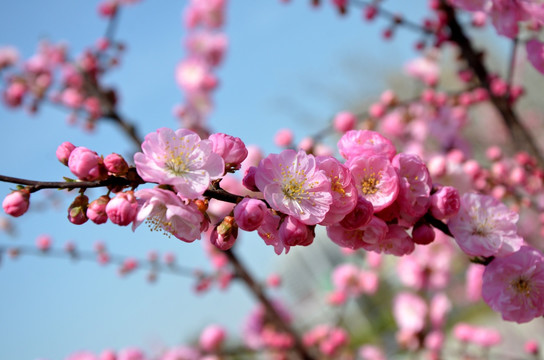 榆叶梅 小桃红