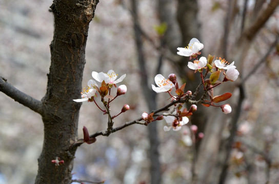 花红