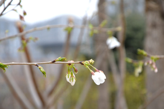 花红