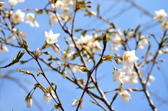 花红