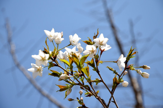 花红