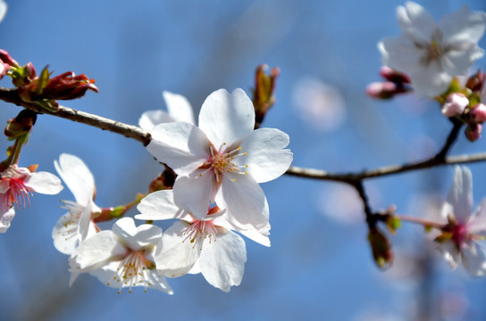 花红