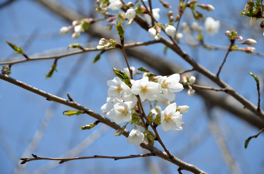 花红