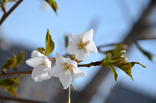 花红