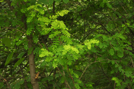 绿色植物