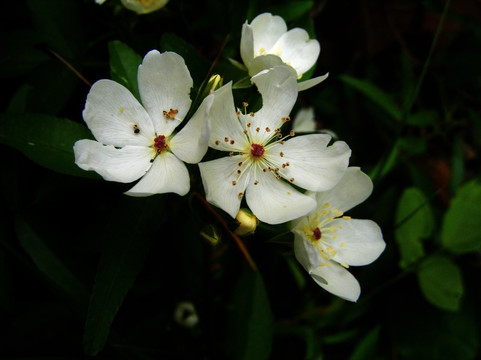 野梨花