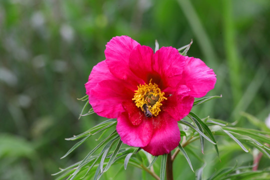 野芍药 自然 花卉