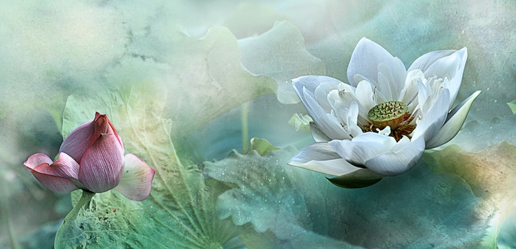 荷花畫（合層）