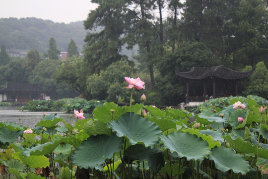 夏雨荷