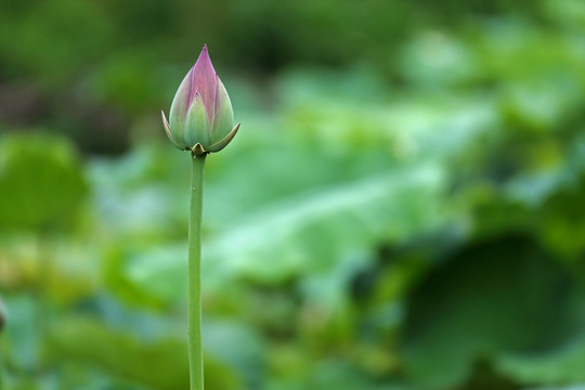 小荷才露尖尖角