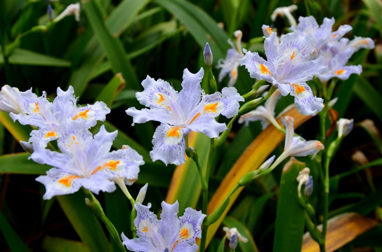 鸢尾花