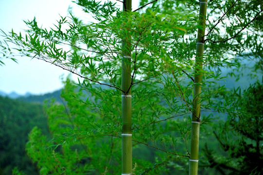 毛竹 竹節 竹木 竹林