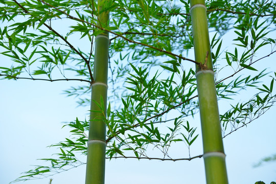 綠竹 翠竹 竹桿