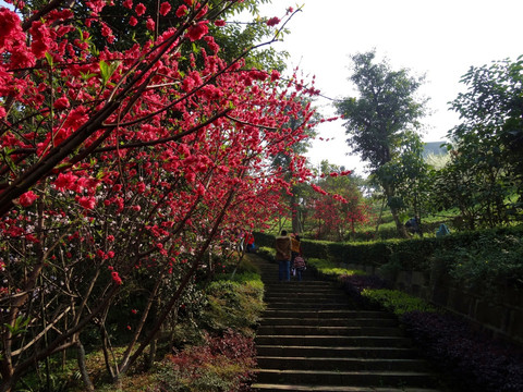 桃花 山路