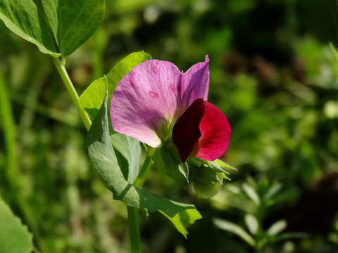 豆苗花