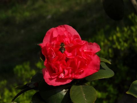 蜜蜂 红茶花