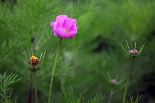 拉萨市花格桑花