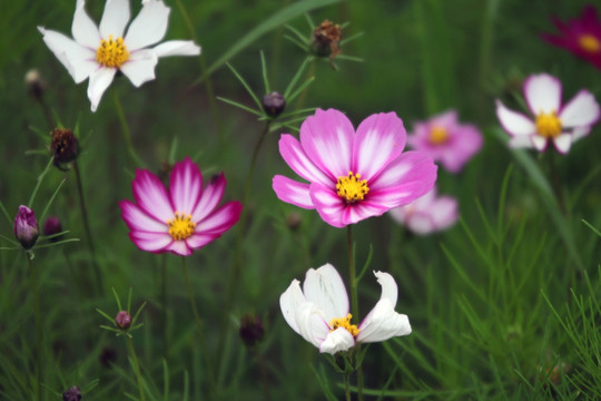 拉萨市花格桑花