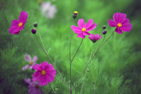 拉萨市花格桑花