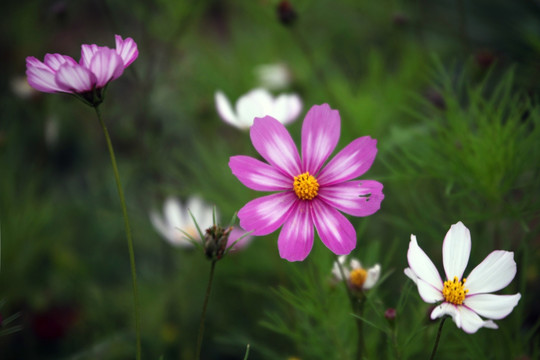 拉萨市花格桑花