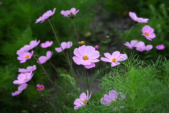 拉萨市花格桑花