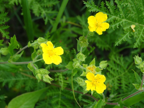 鹅绒委陵菜 草原小黄花