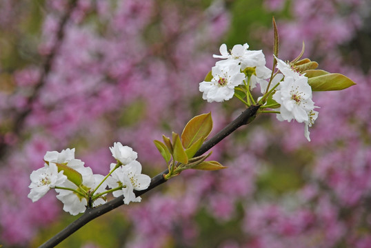 桃花梨花