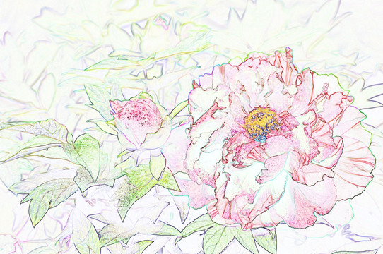 藝術(shù)花卉 紅牡丹
