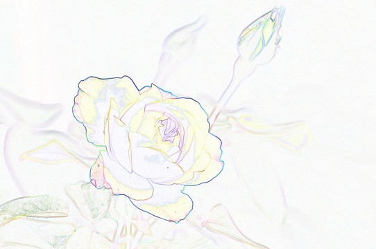 藝術(shù)花卉 黃玫瑰
