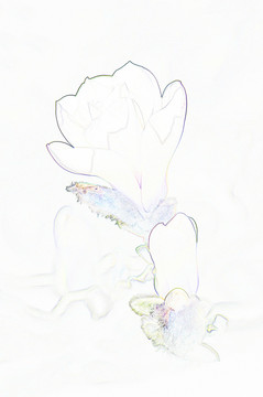藝術(shù)花卉 玉蘭