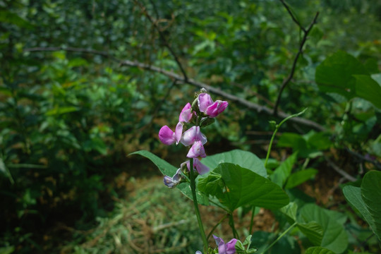 扁豆花