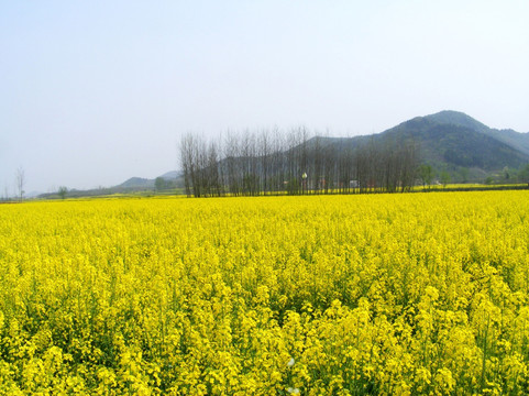 油菜花