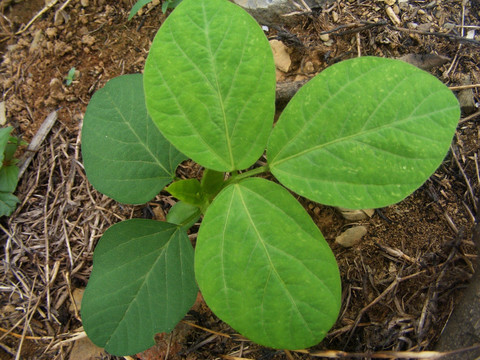 黄豆种植