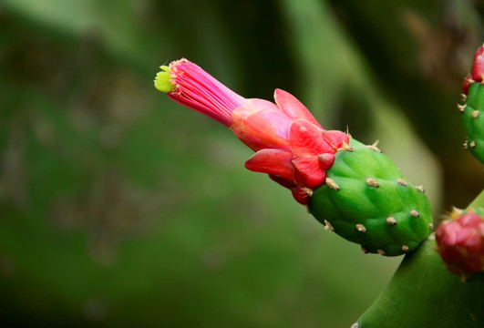 仙人掌花