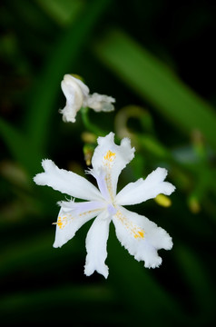 鸢尾花