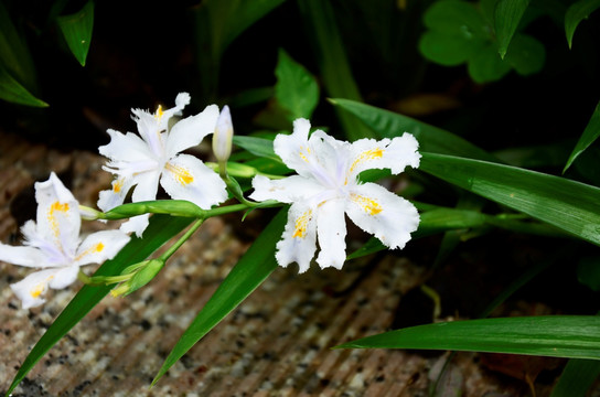 白花鸢尾