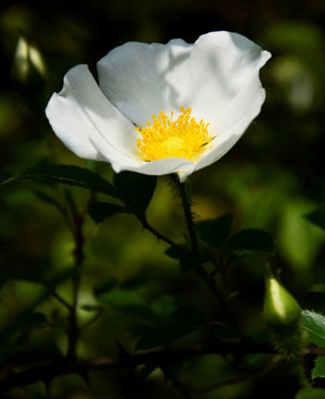 洁白花朵