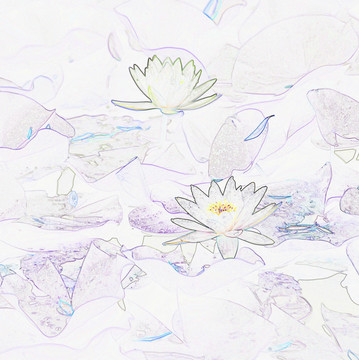 藝術花卉 睡蓮