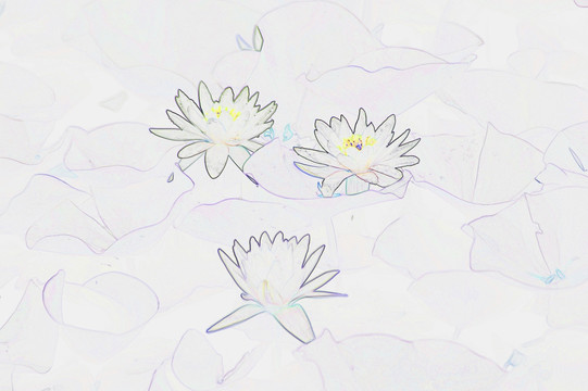藝術(shù)花卉 睡蓮
